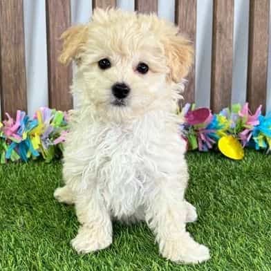 Nyla - Toy Poodle Female