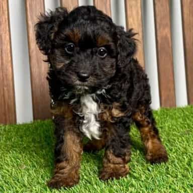 Noah - Toy Poodle Male