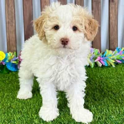 Nate - Toy Poodle Male