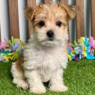 Yoda - Yorkie-Chon Male
