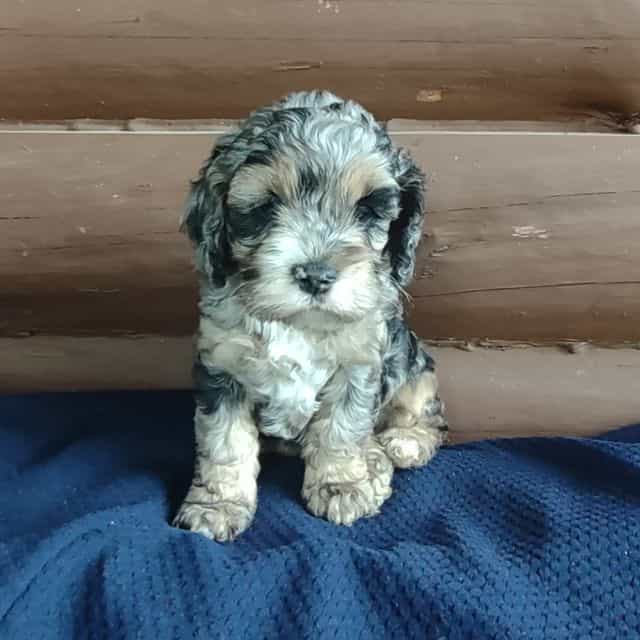 Garth - Cockapoo Male