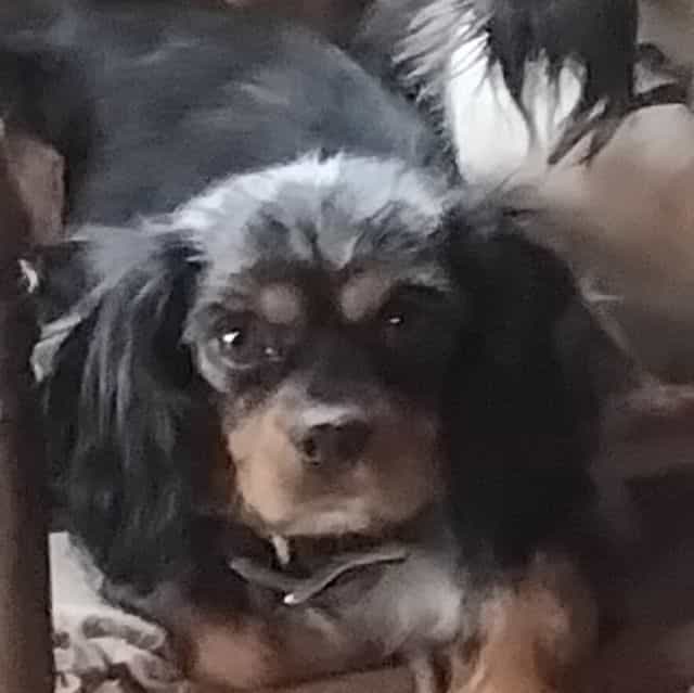 Daisy - Cavalier King Charles Spaniel Female