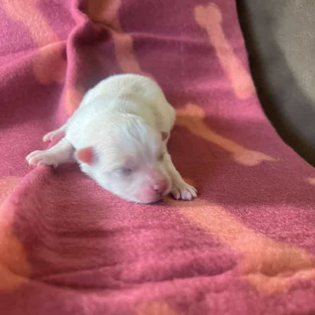Glendale - Pomeranian Female