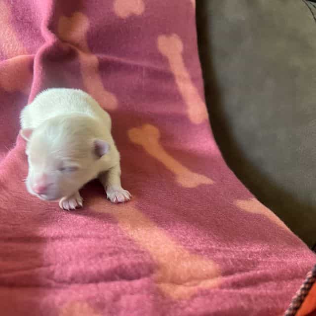 Burbank - Pomeranian Male