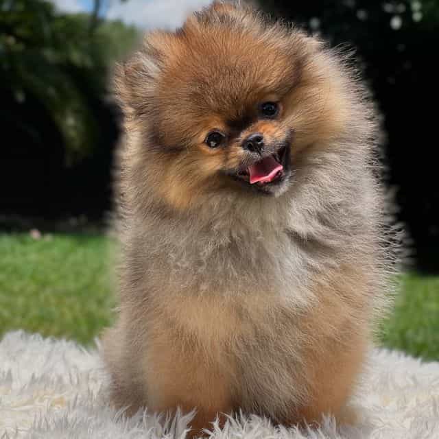 Nico - Teddy Be - Pomeranian Male