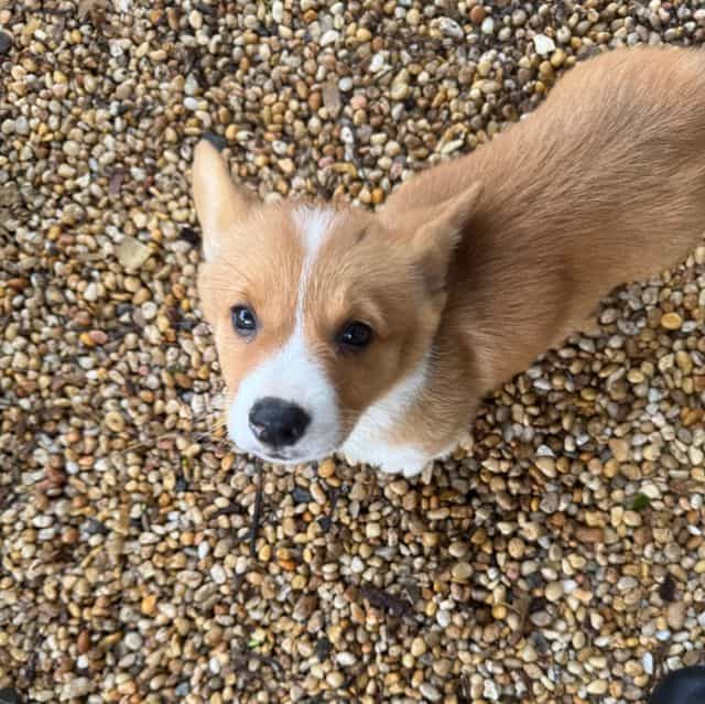 Corey - Pembroke Welsh Corgi Male