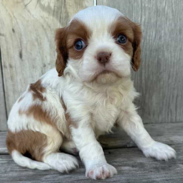 Rome - Cavalier King Charles Spaniel Male