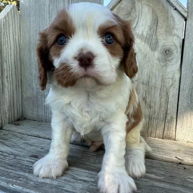 Bert - Cavalier King Charles Spaniel Male