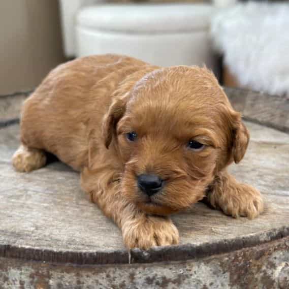 Meatball - Cavapoo Male