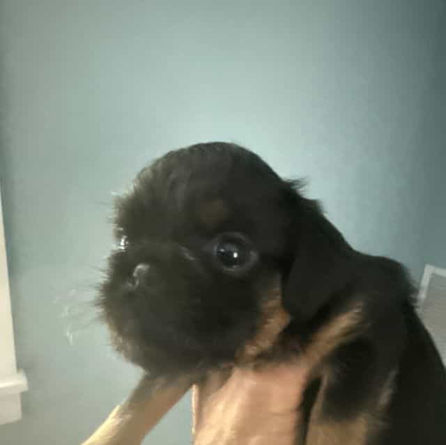 Gilbert - Brussels Griffon Male