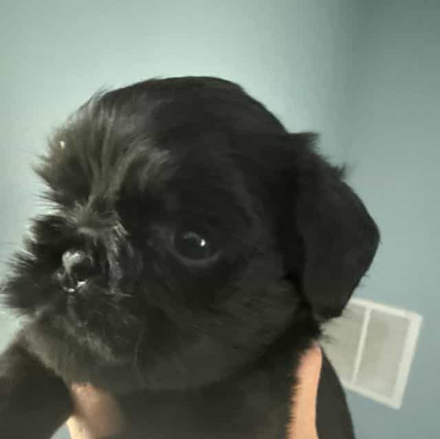 Glory - Brussels Griffon Female