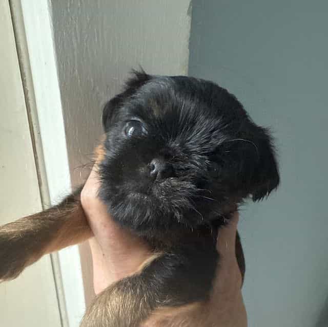 Gillian - Brussels Griffon Female