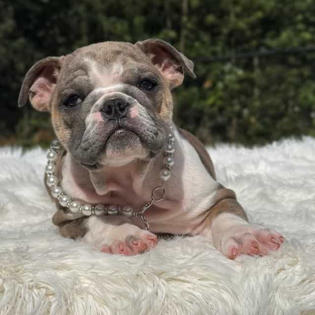 Maggie - English Bulldog Female