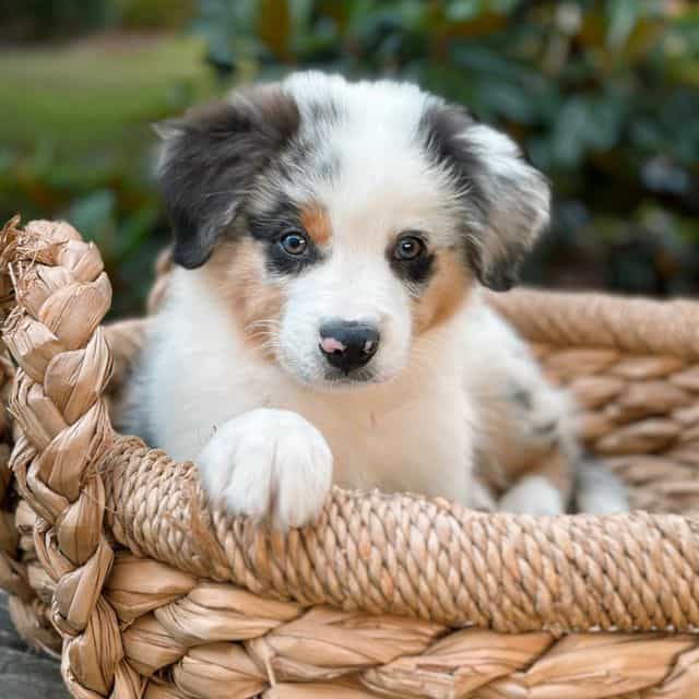 Asher - Australian Shepherd Male