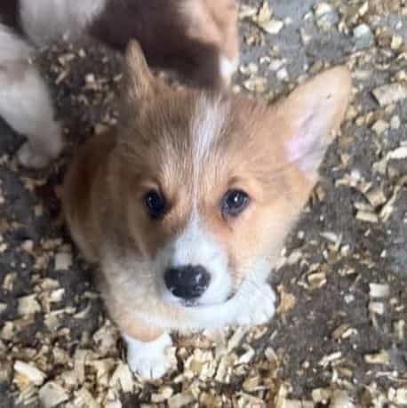 Kirby - Pembroke Welsh Corgi Male