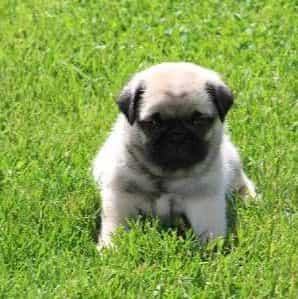 Derik - Pug Male