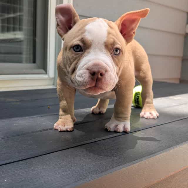 Jazzy  - American Bully Female