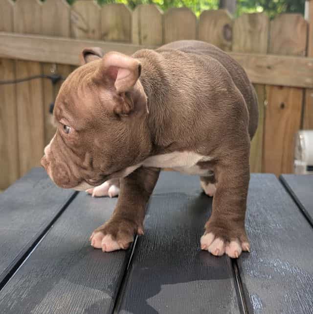 Coco - American Bully Female