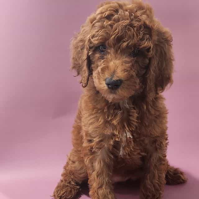 Pink Collar - Standard Poodle Female