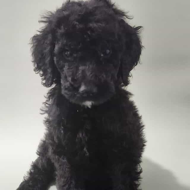 Red Collar - Standard Poodle Male