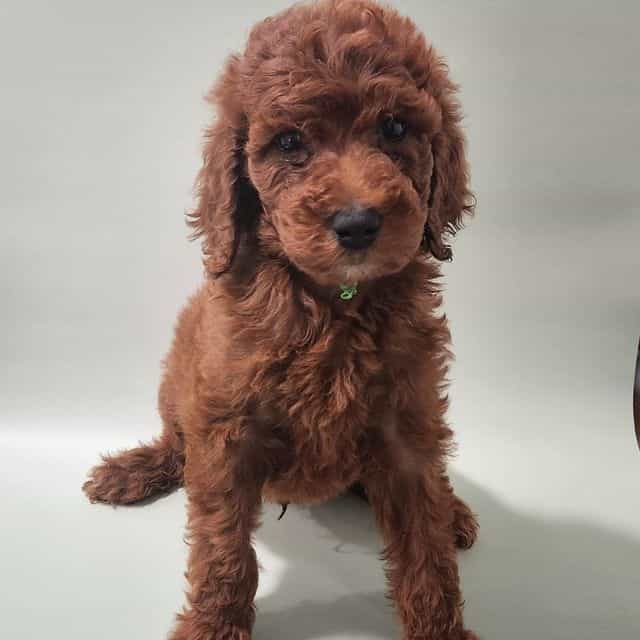 Green Collar - Standard Poodle Male