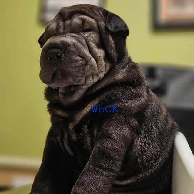 Bruno - Miniature Shar-Pei Male