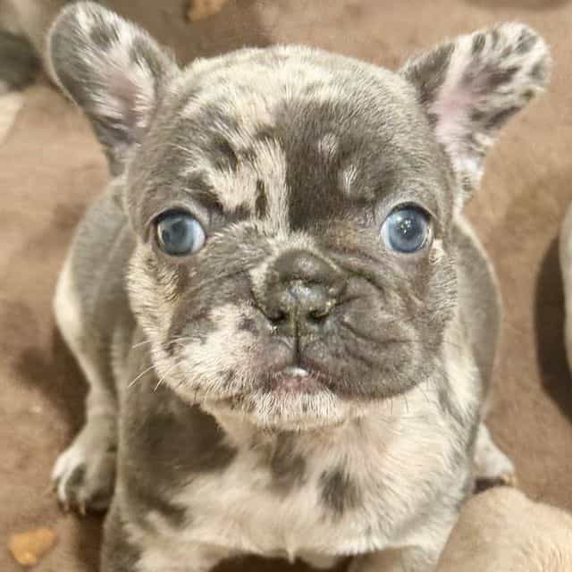 Puppy 5 - French Bulldog Female