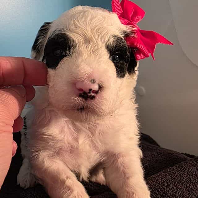 Rikki- mini por - Portidoodle Female
