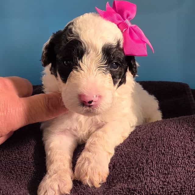 Meeko- mini por - Portidoodle Female