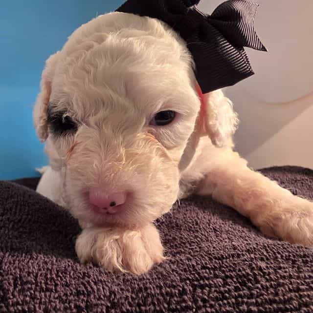 McKenzie - Portidoodle Female