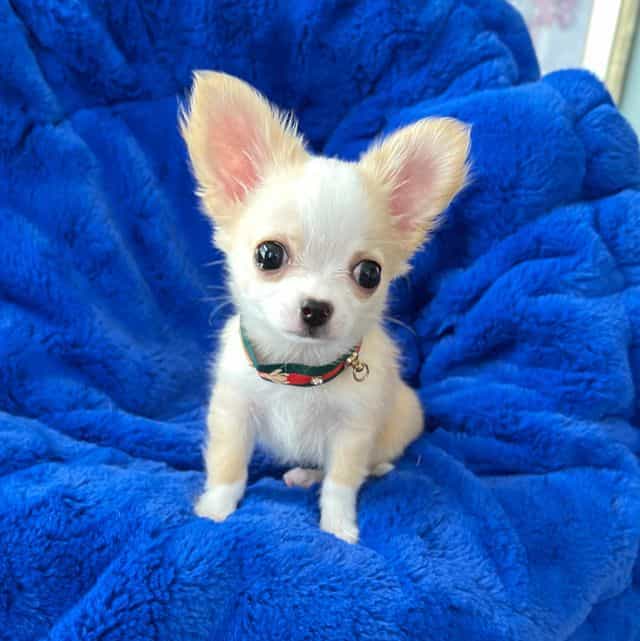 Tiny Mac  - Chihuahua Male