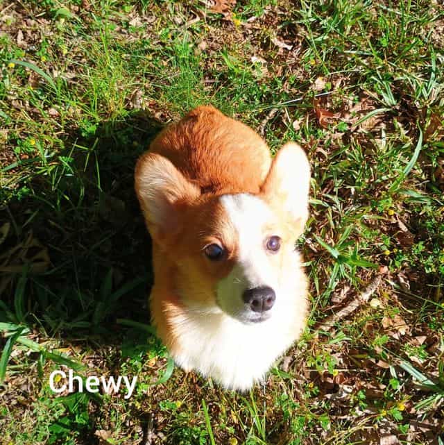 Chewy - Pembroke Welsh Corgi Male