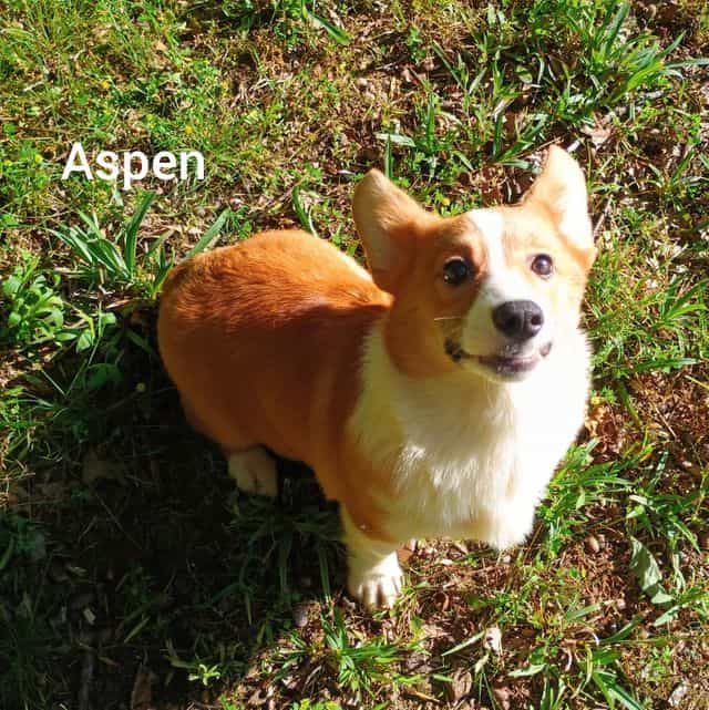 Aspen - Pembroke Welsh Corgi Male