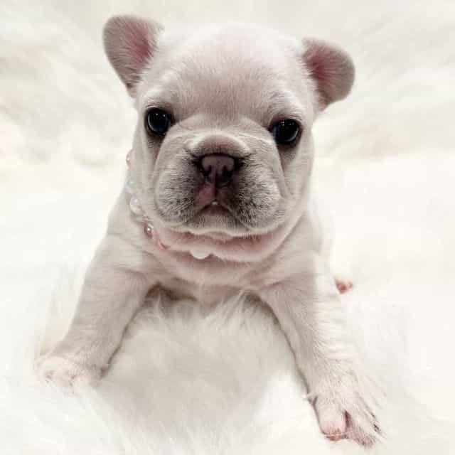 Pinky Pie - French Bulldog Female