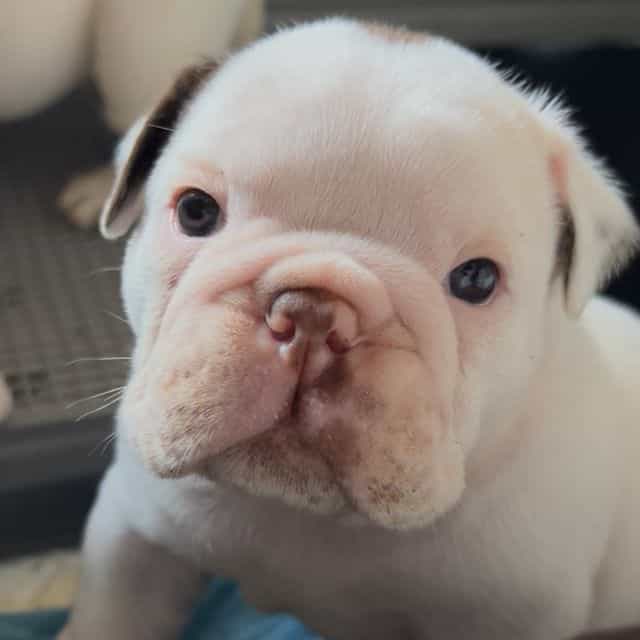 Marshmallow Pan - English Bulldog Male