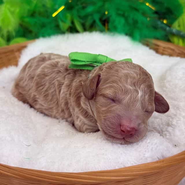Chloe's Green B - Maltipoo Male
