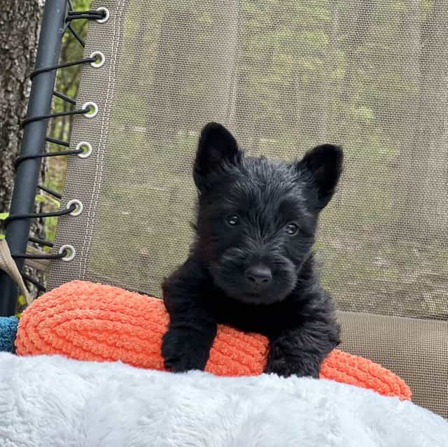 McCoy - Scottish Terrier Male