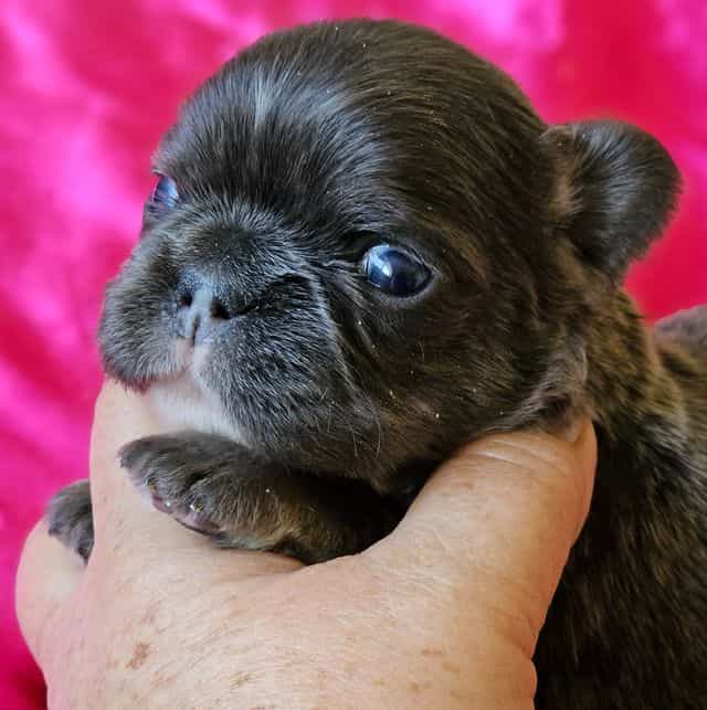 Victoria - French Bulldog Female