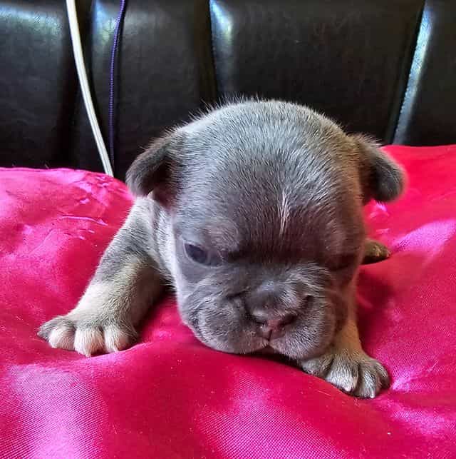 Valentina - French Bulldog Female