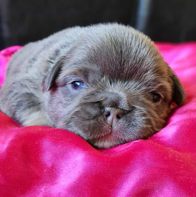 Voland - French Bulldog Male