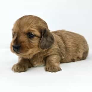 Carol - Dachshund Female
