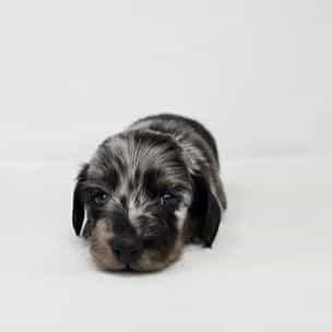Colin - Dachshund Male