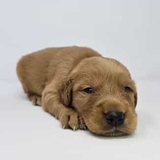 Enid - Golden Retriever Female