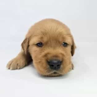 Etta - Golden Retriever Female