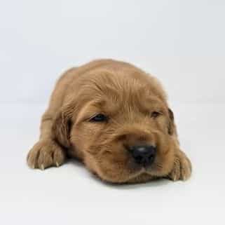 Elsa - Golden Retriever Female