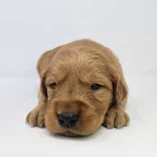 Evie - Golden Retriever Female