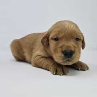 Ella - Golden Retriever Female