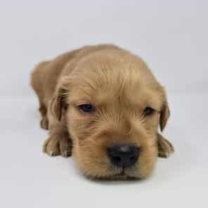 Ernie - Golden Retriever Male