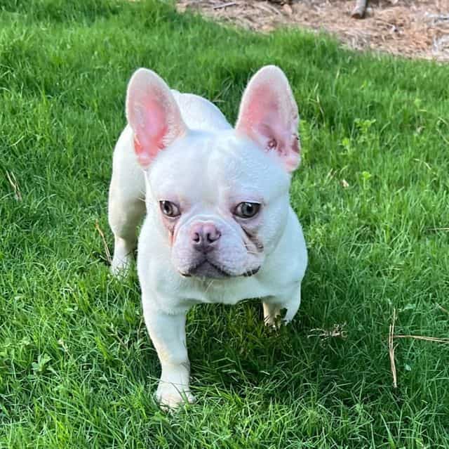 Frost - French Bulldog Male