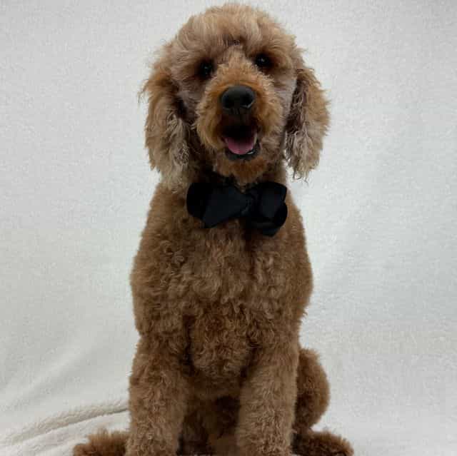 Bentley - Standard Poodle Male